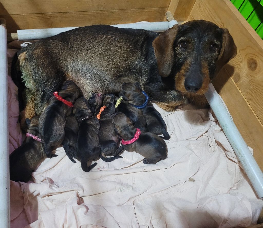 chiot Teckel poil dur De La Roche Aux Sangliers