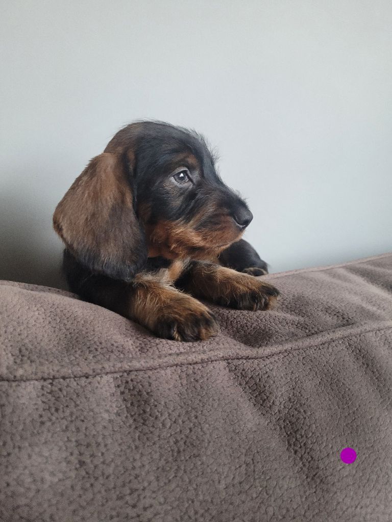 De La Roche Aux Sangliers - Teckel poil dur - Portée née le 22/12/2022